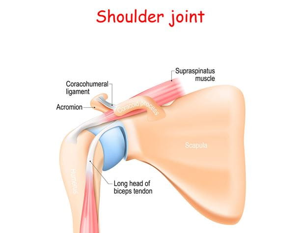 diagram of the bones and joints involved in your shoulder