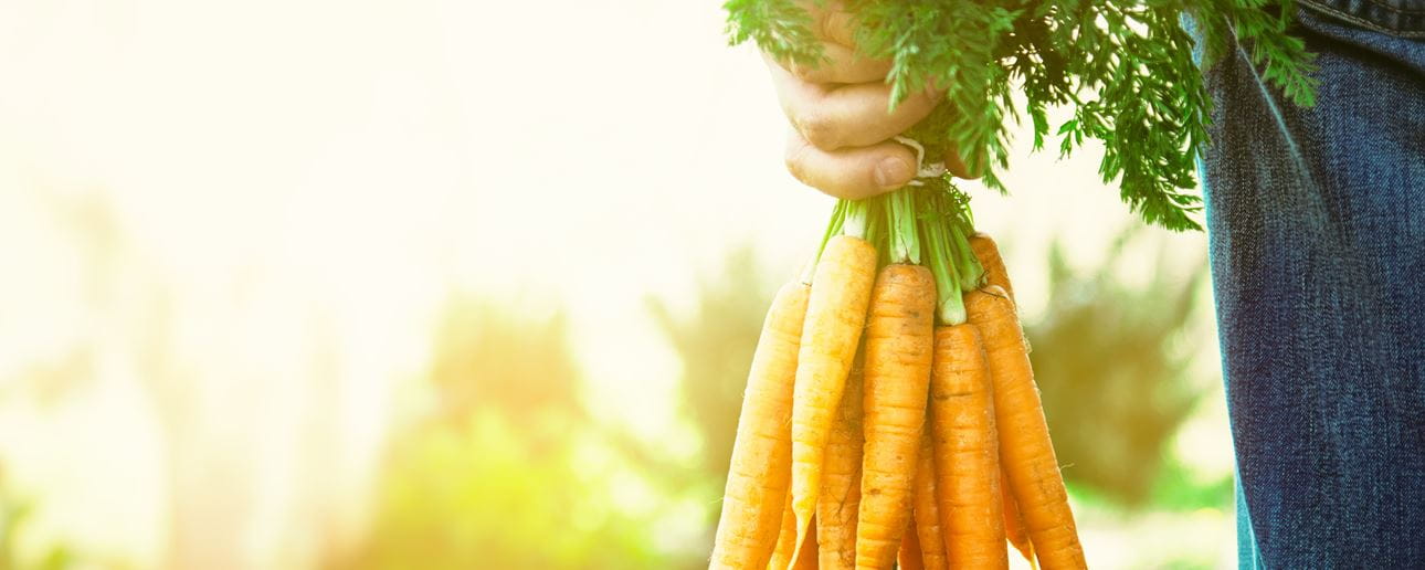 A person is holding a bunch of carrots by the carrot tops