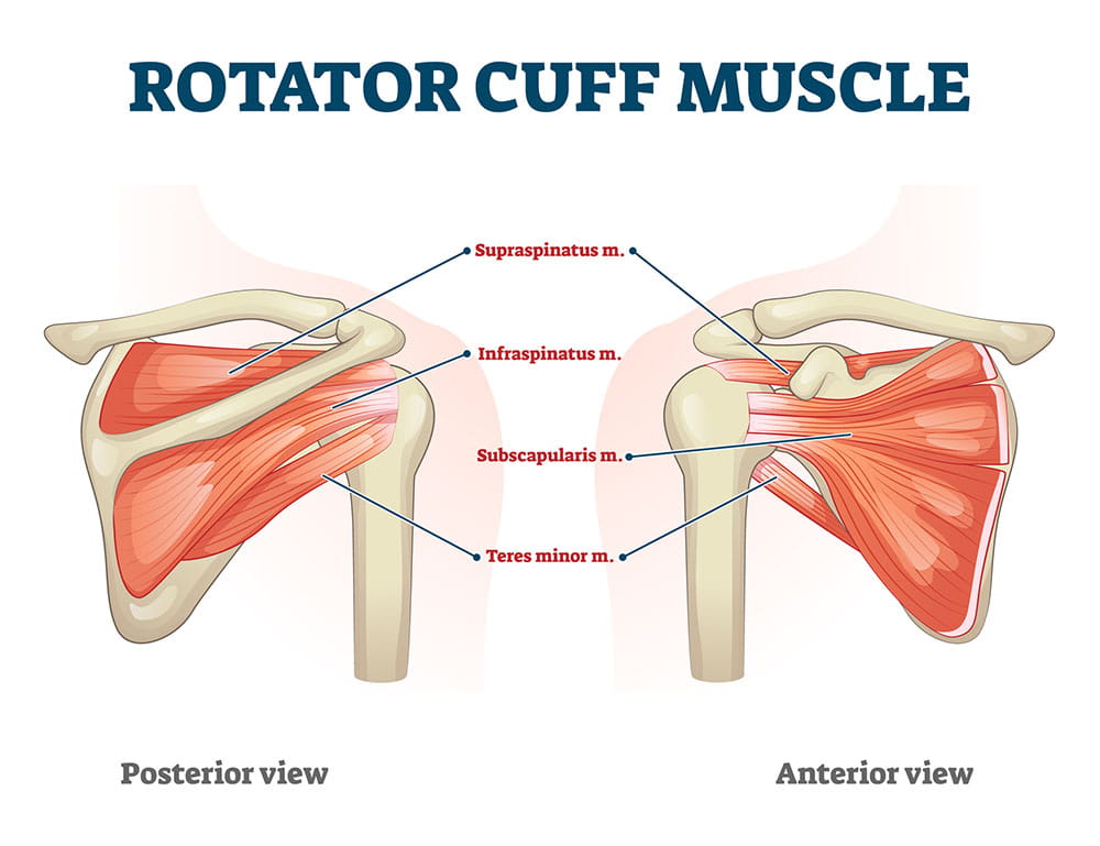 Anatomy of the rotator cuff, both anterior and posterior view